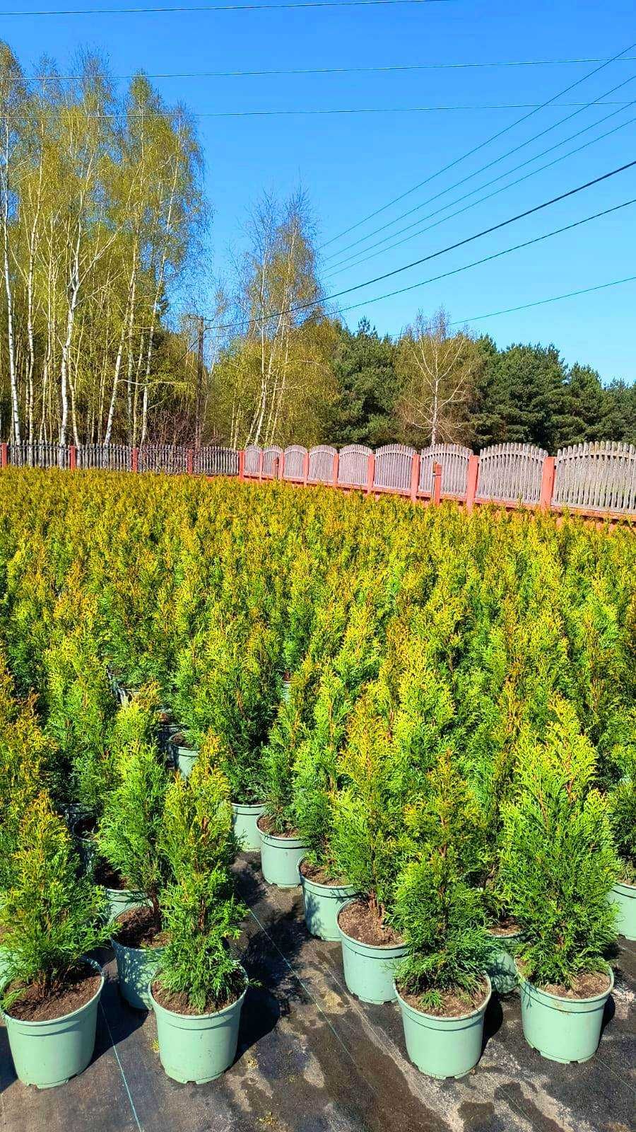 Tuja Szmaragd Tuje Thuja Szmaragdowa żywotnik zachodni 100cm 110cm