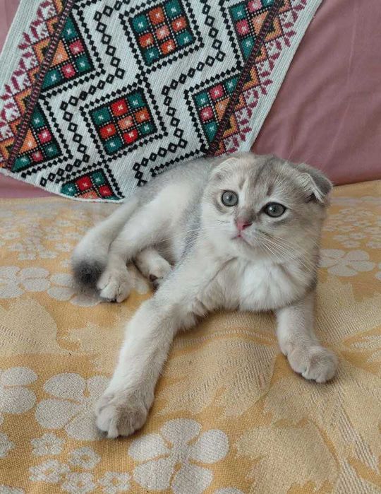 Шотландский вислоухий котик в окрасе голубое золото ау11