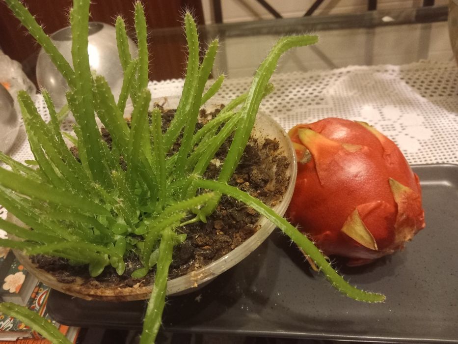 Plantação de pitayas são varios pés como se pode ver nas fotos