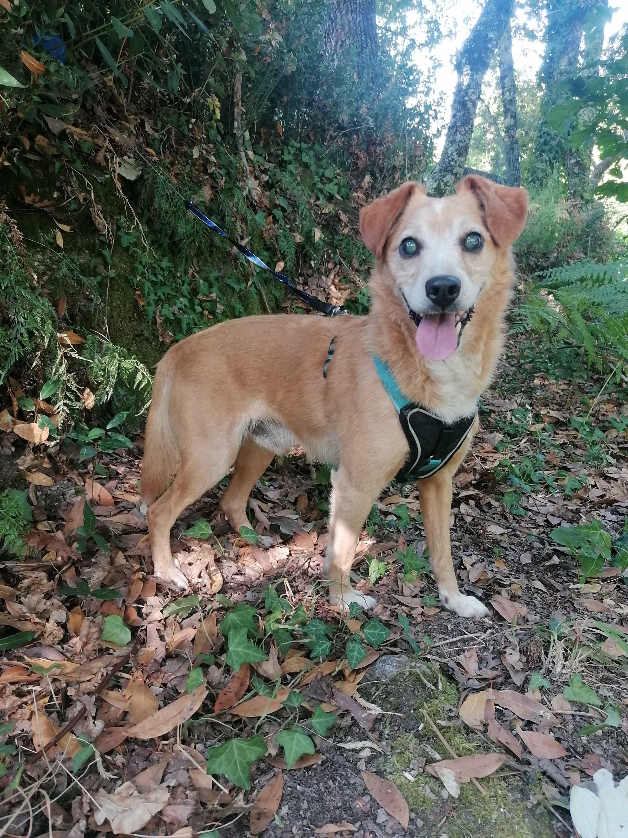 Pluto- cão para adoção muuuuito responsável.