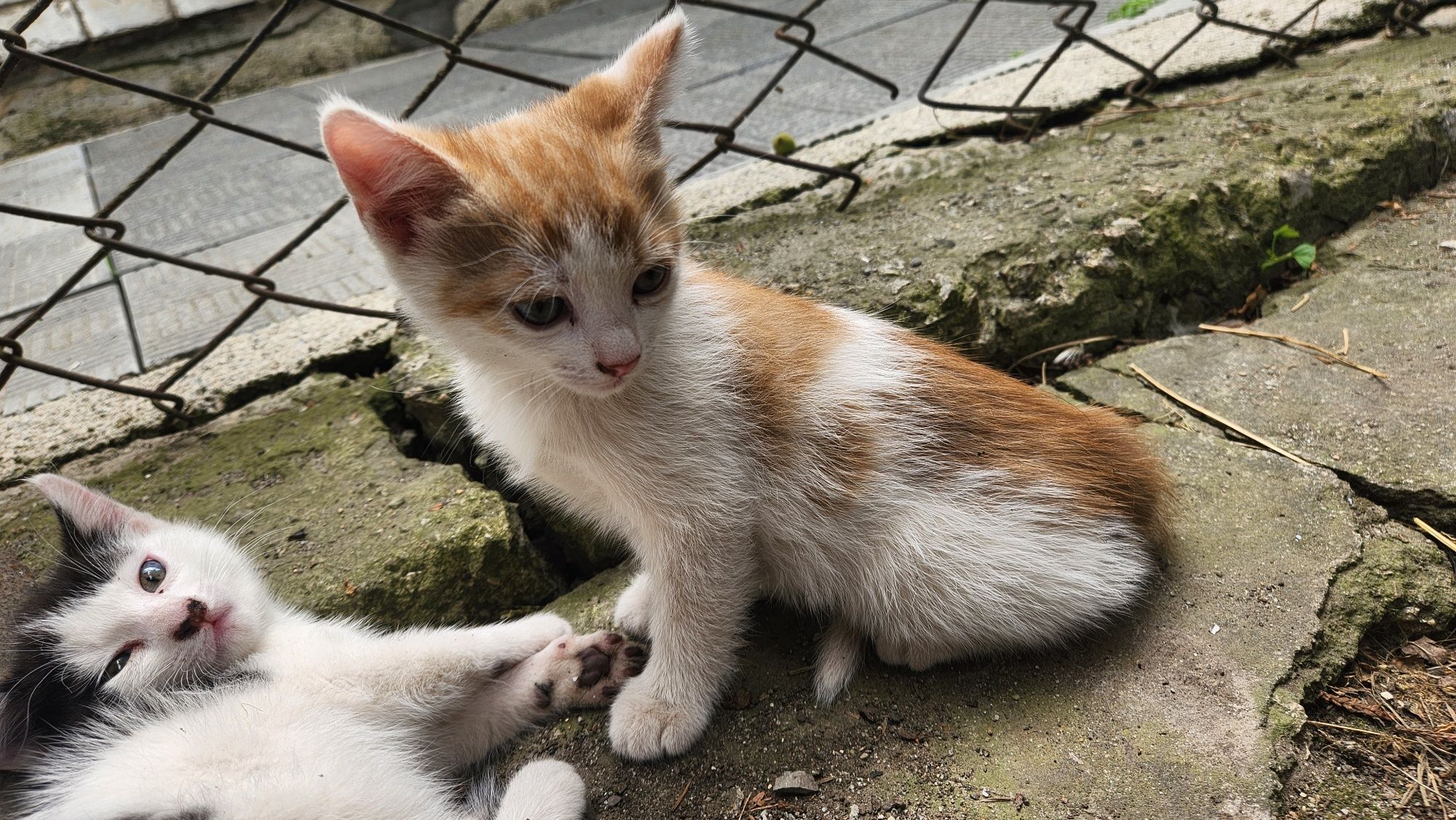 Котики в добрі руки