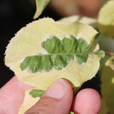 Kiwi folha Tigrada variegata - FRUTO SUPER DOCE Planta viva lindissima