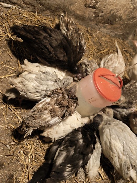 Indyki 3 i 6 tygodni