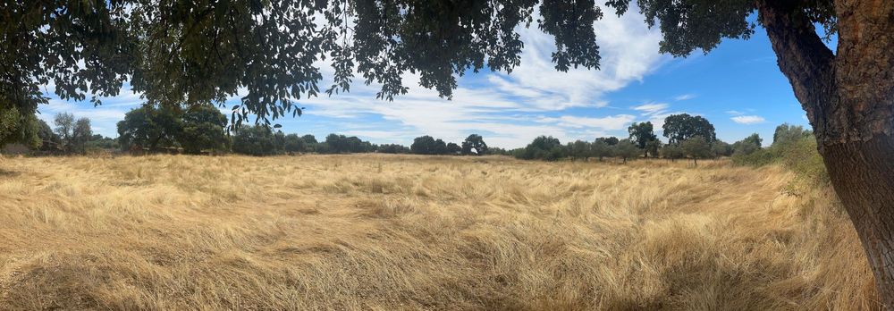 Terreno Rústico 2.132ha Zebreira para Agricultura e Criação de Gado