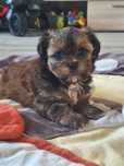 Piekny mini chlopczyk  przytulasek Shih Tzu wyjątkowej urody