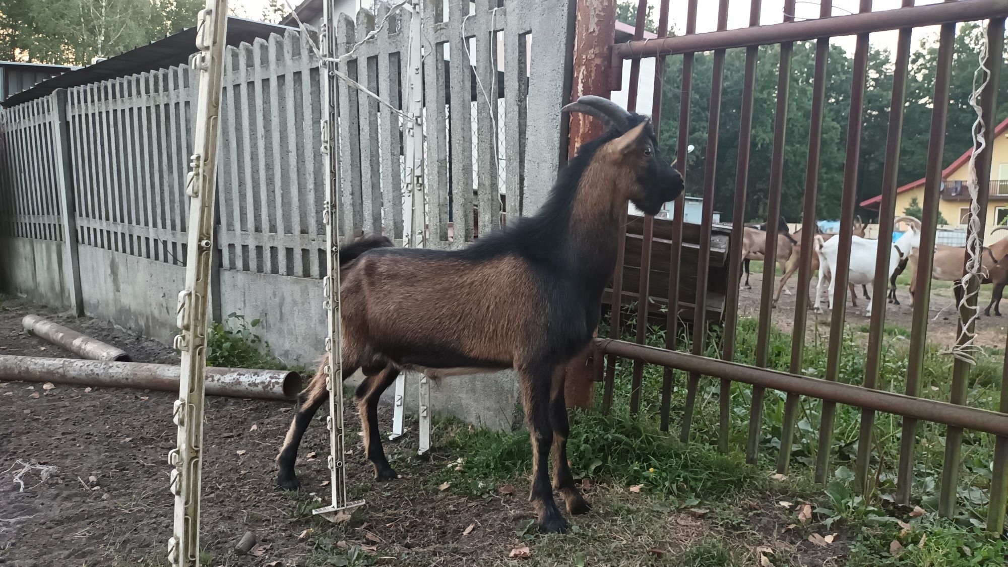 Koziołek roczny alpejski