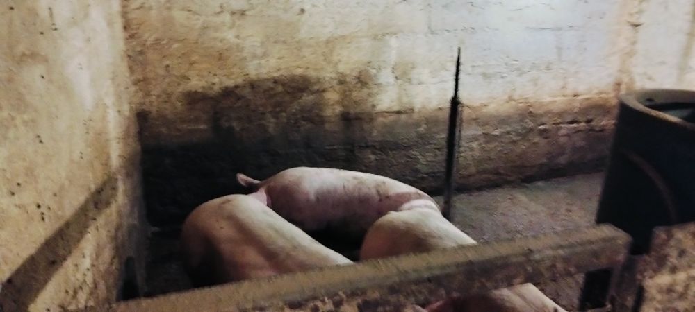 Продам свиней живою вагою