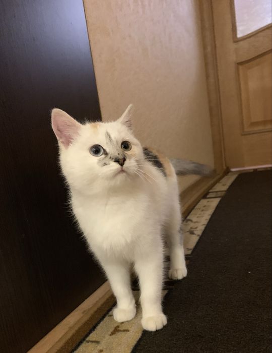 Віддам кіточку в добрі руки