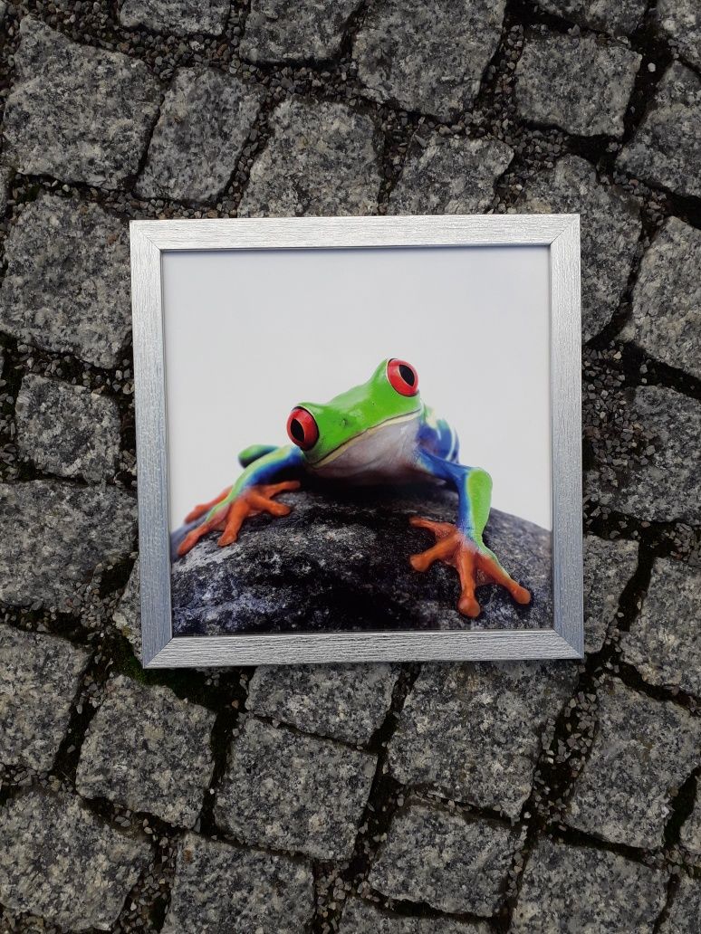 Obrazek kolorowy żaba