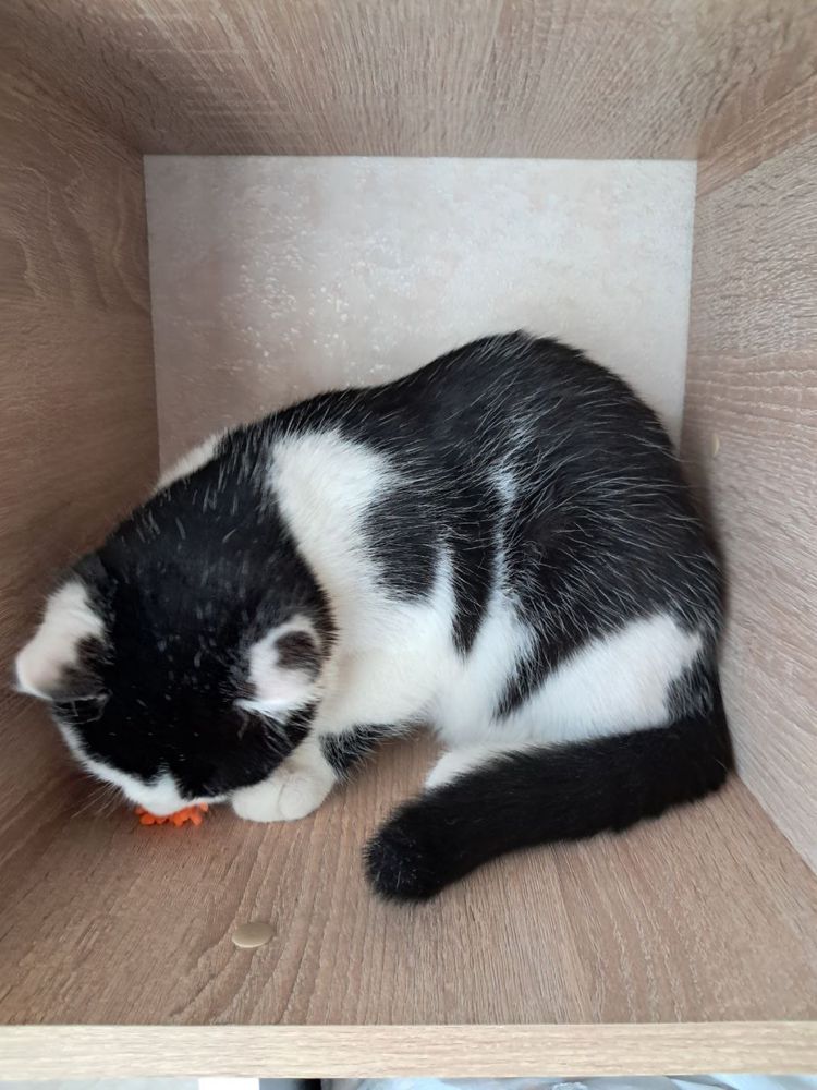 Кошеня безуоштовно/котенок бесплатно
