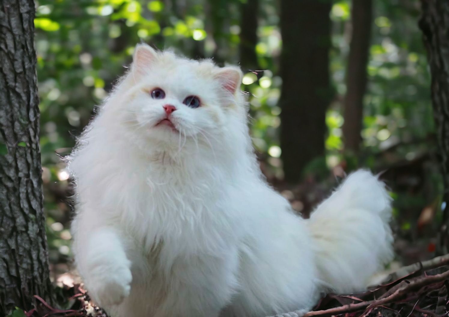 Ragdoll red bicolor z rodowodem FPL