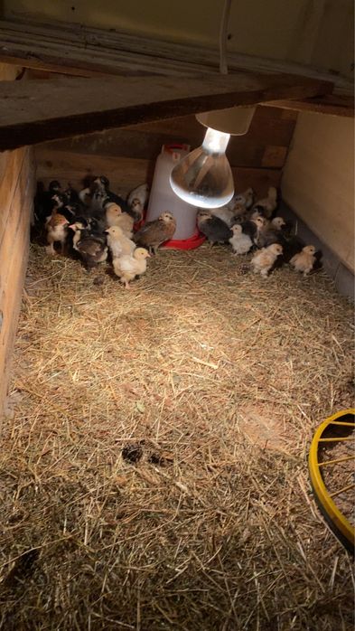 Kury kurczaki jajka legowe