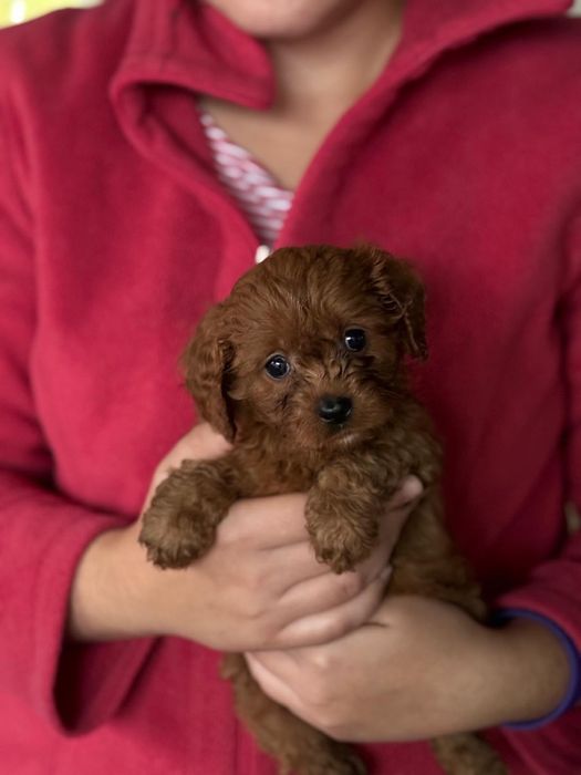 CAVAPOO  suczka mix Cavalier King Charles Spaniel & Pudel toy
