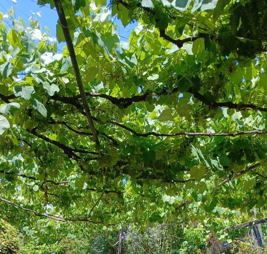 Vendo Uvas para Vinho