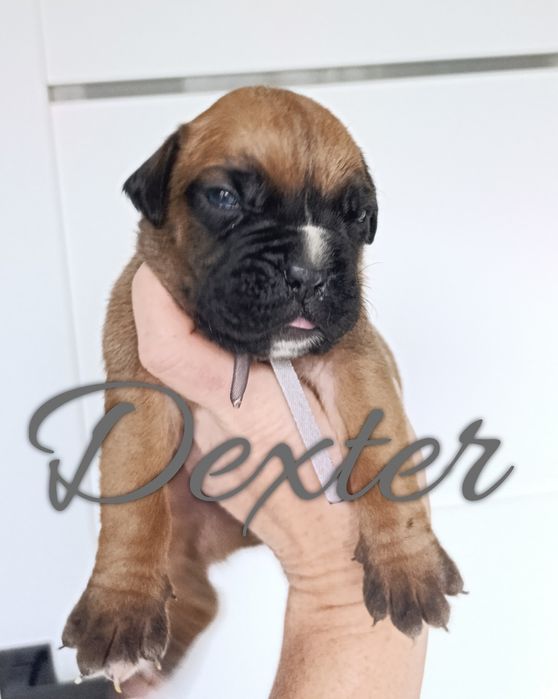 Pies szczeniak szczenię samiec bokser boksery szczeniaki