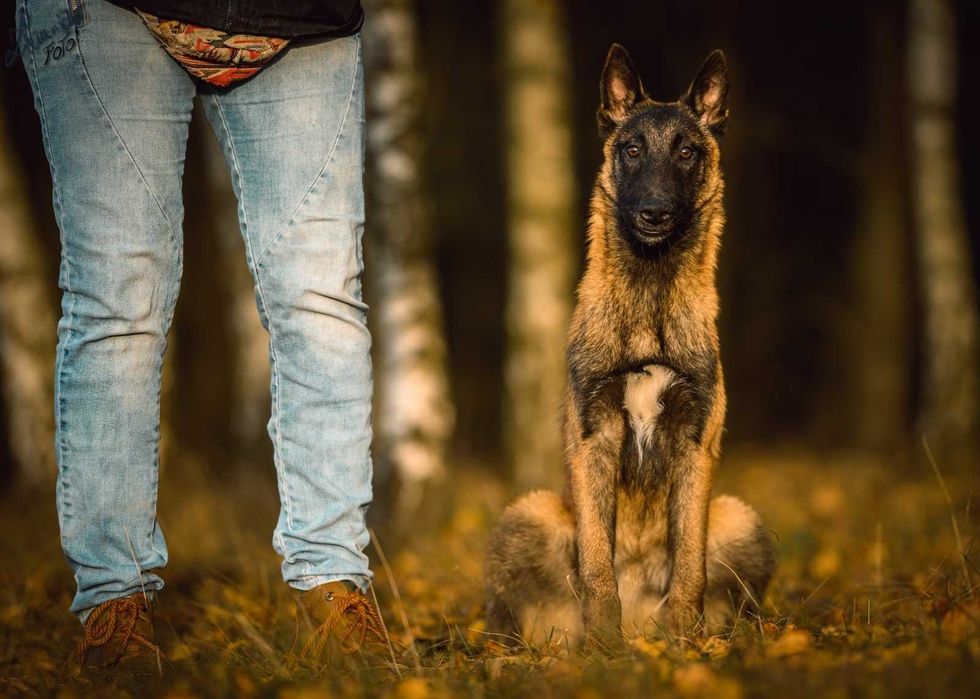 Owczarek Belgijski Malinois FCI Pies