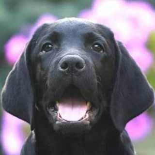 Щенок лабрадора черная жемчужина девочка