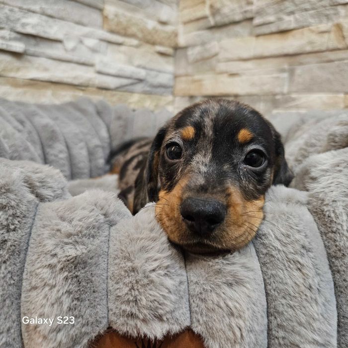 Piesek Jamnik miniaturowy krótkowłosy merle