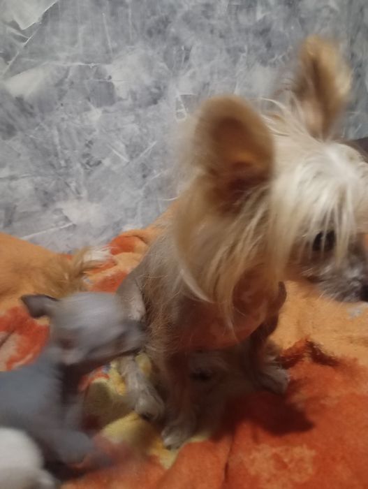 Щенок китайськой хохлатой міні