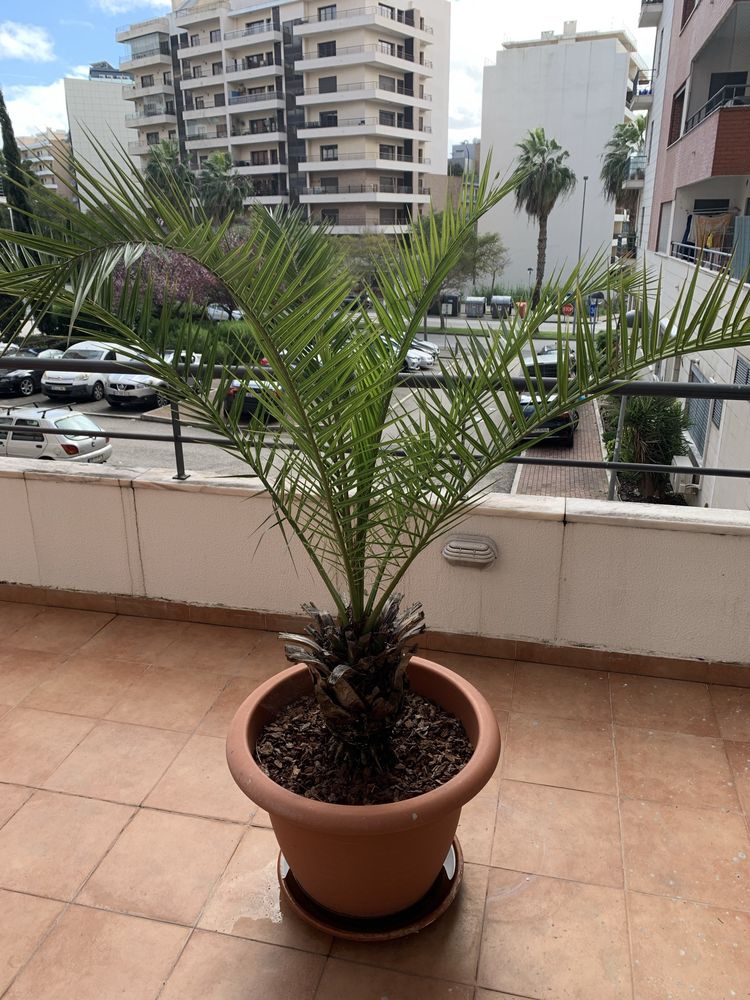 2 palmeiras naturais