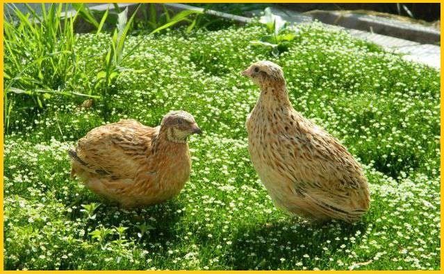 Инкубационное яйцо перепела феникс золотистый