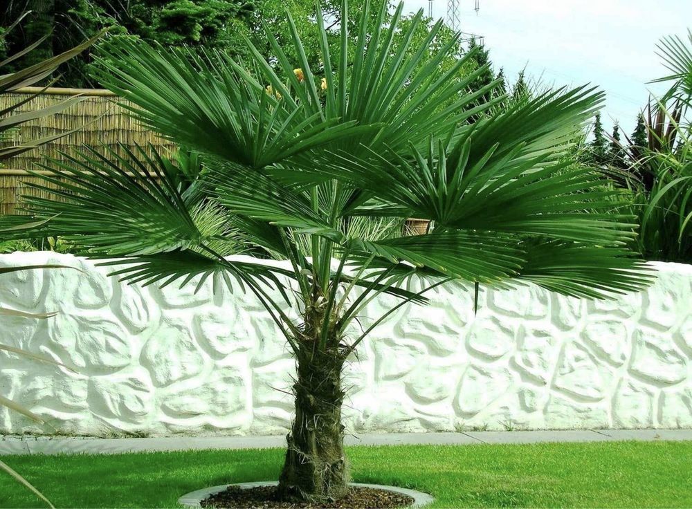 Palmy Trachycarpus Fortunei mrozoodporna