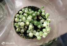 Starzec variegata