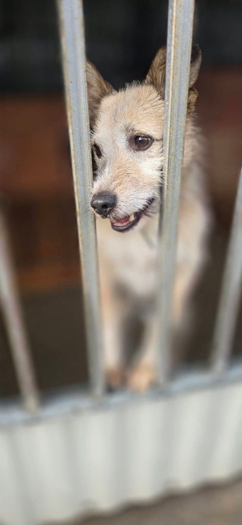 Edi do adopcji..