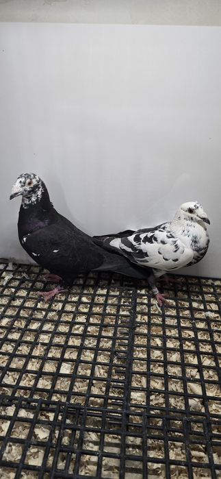 Gołębie pocztowe tygrys