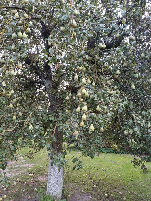 Gruszki ekologiczne, bardzo stara odmiana