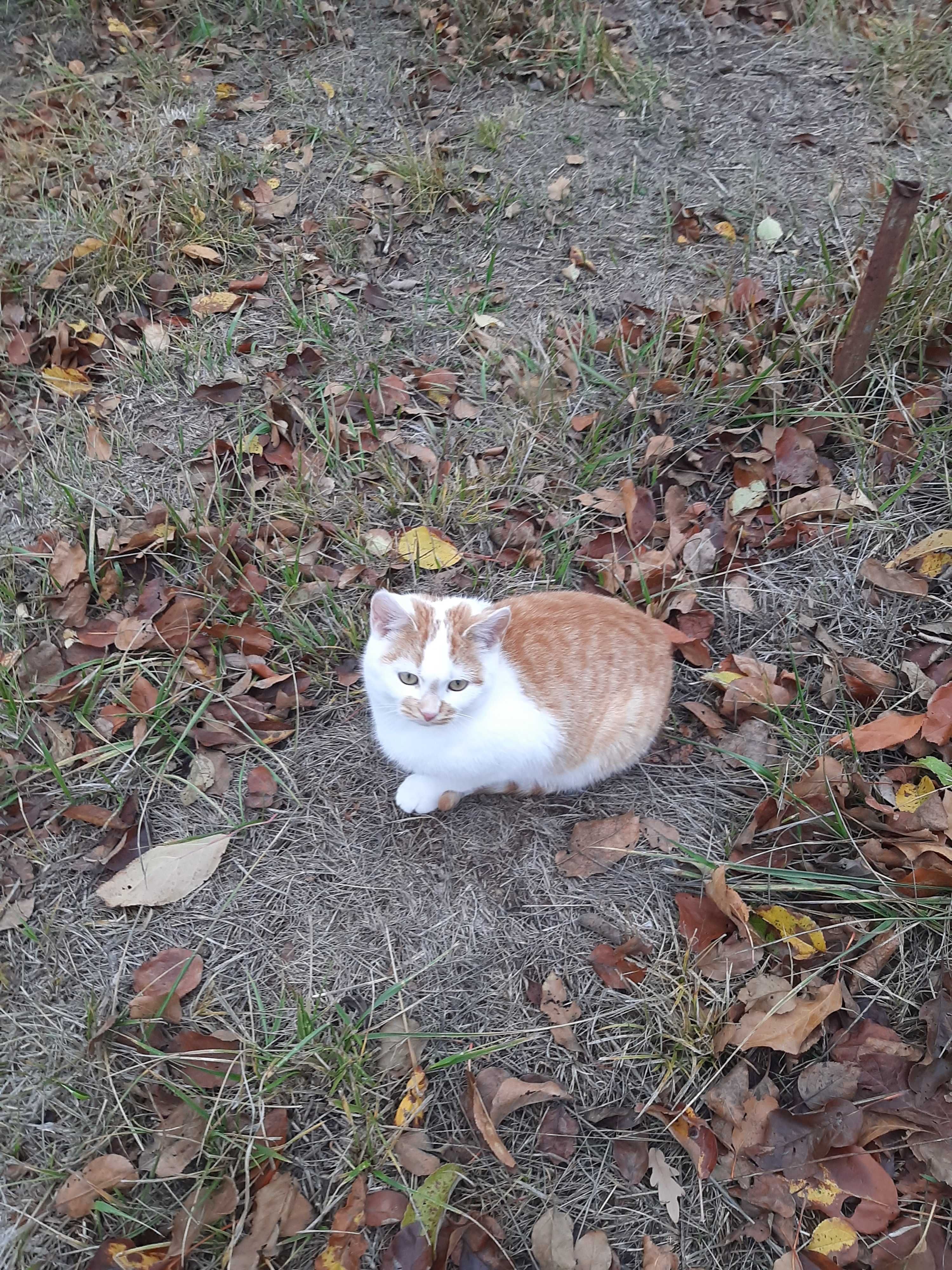 Котята в добрые ручки