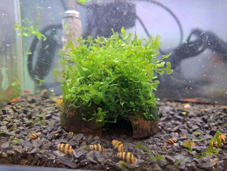 4 Cascas / Casca de coco com musgo pellia