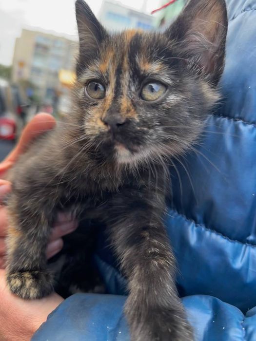 Віддам кошенят, 2 котика 1 кішечка
