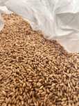 Triticale e aveia em modo de produção biológico