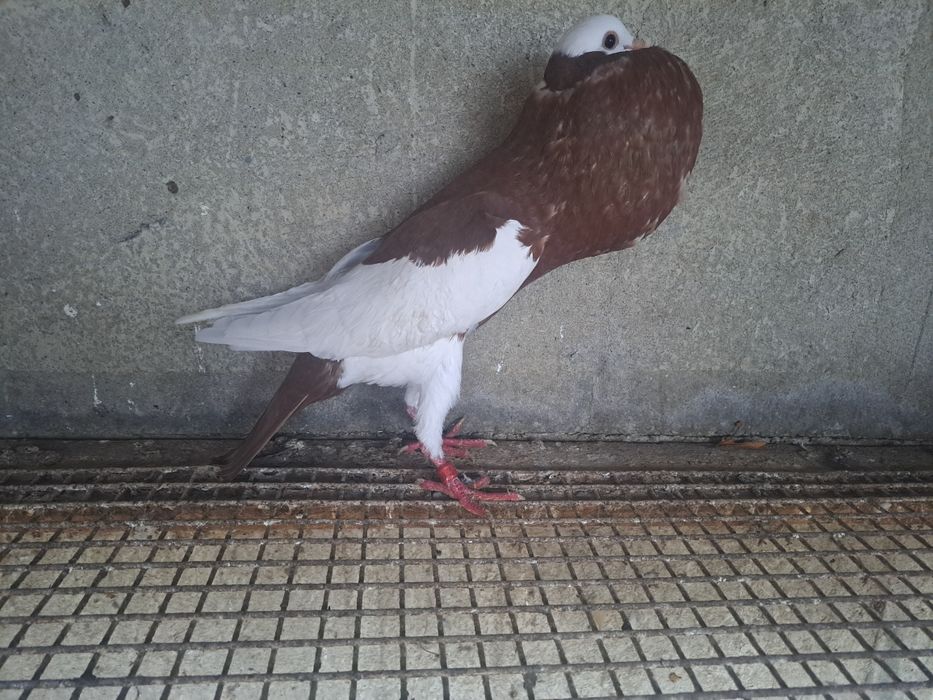 Garlacze siodlate niemieckie garlacz siodlaty czerwona samica