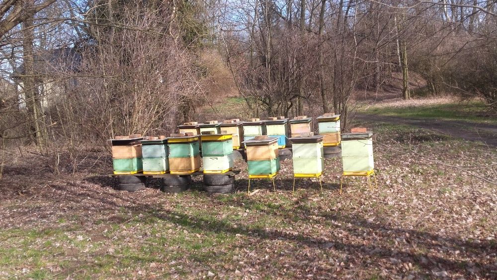 Miód i produkty pszczele z Własnej Pasieki