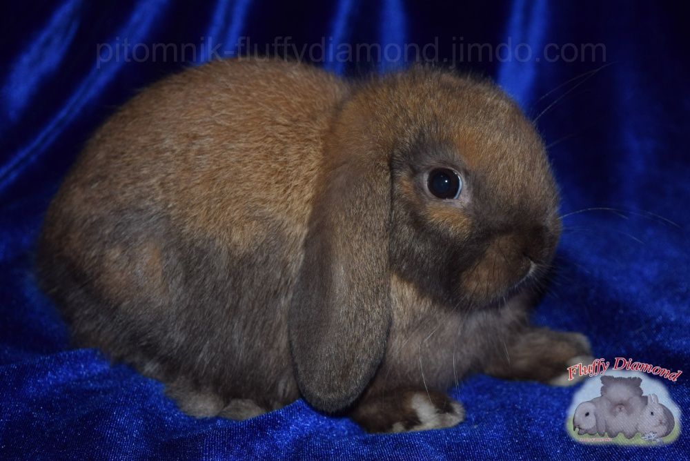 Кроленята з розплідника. Нідерландські висловухі кролики. Вакциновані.