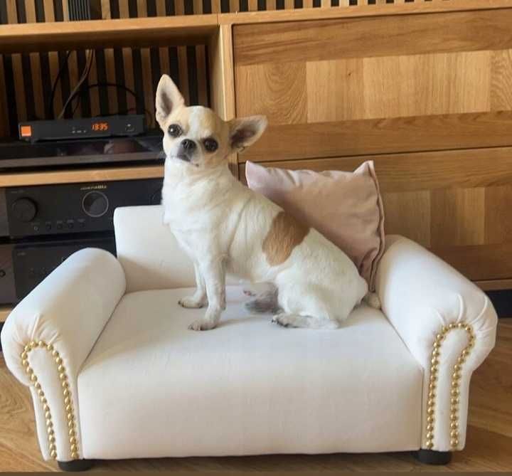 Sofa kanapa legowisko posłanie dla psa kota PINCZER CHIHUAHUA KOT