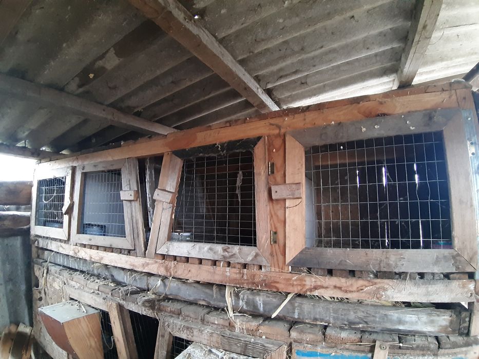 Клітки для кролів