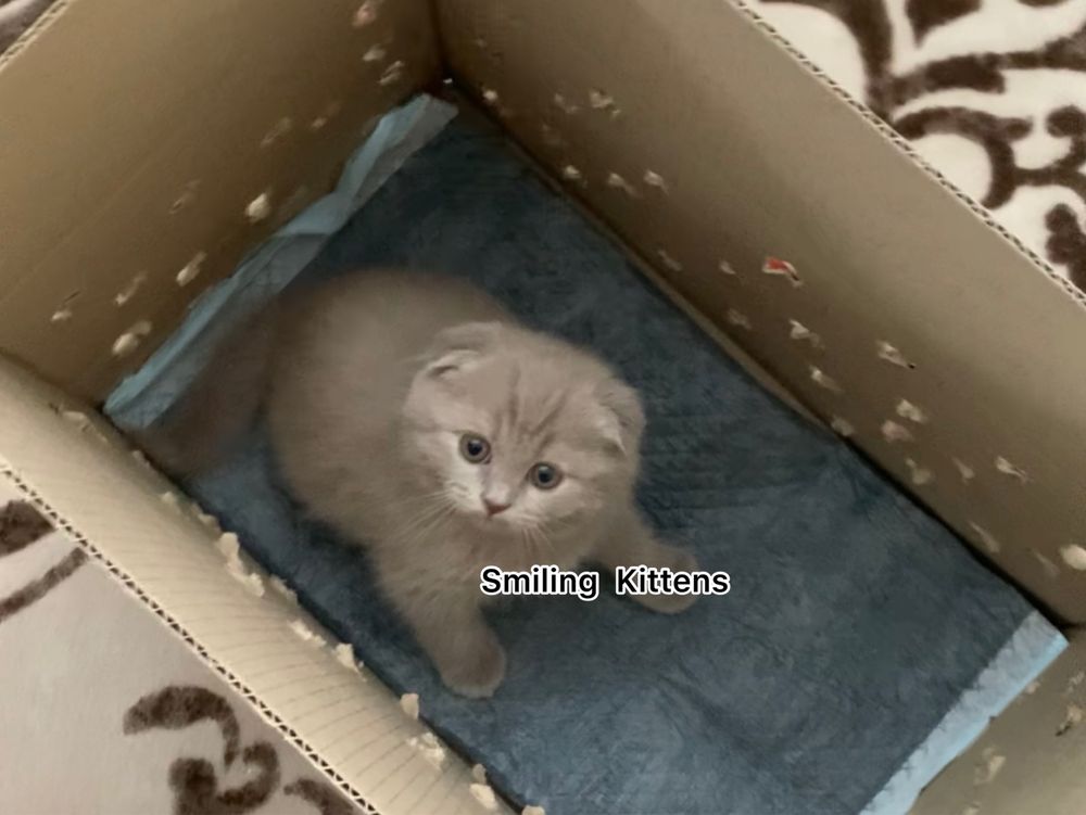 Кошенята рожевого відтінку