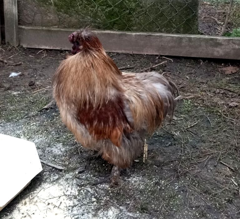 Півні породисті шовкові