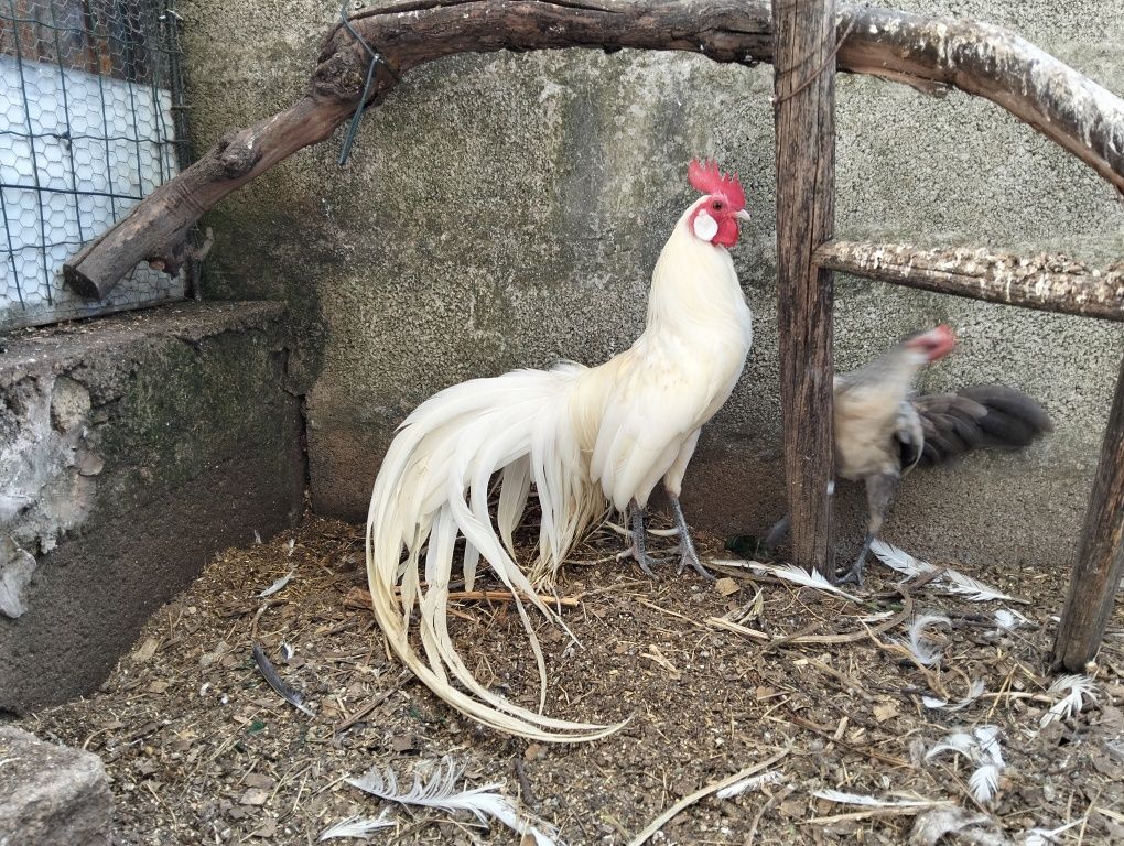Trio de Fênix anão
