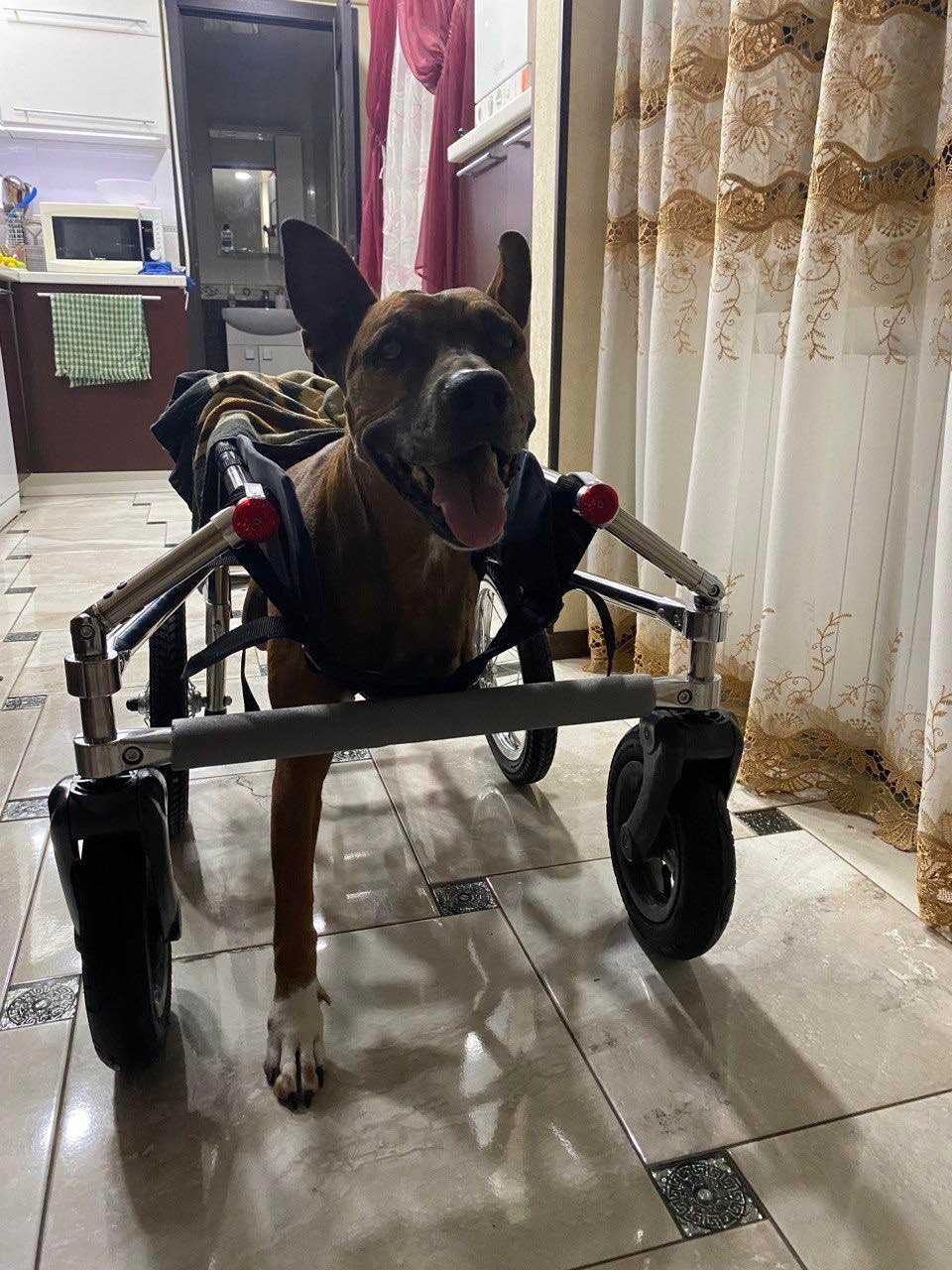 Инвалидная коляска тележка для собаки изготовление