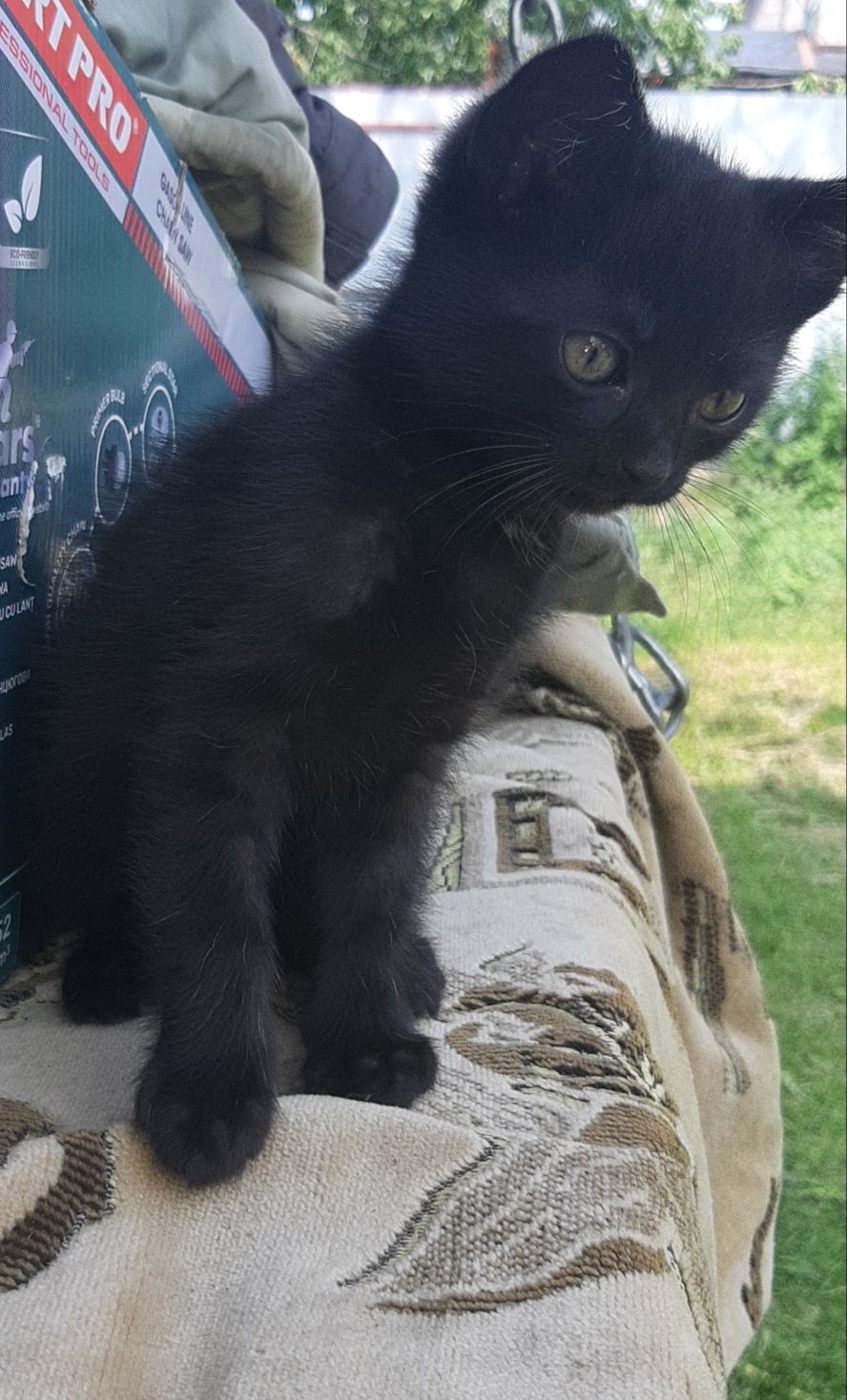 Котик в добрі руки