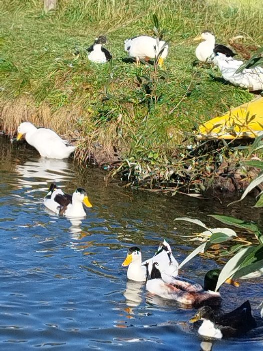 Kaczka żywa 6mcy do uboju