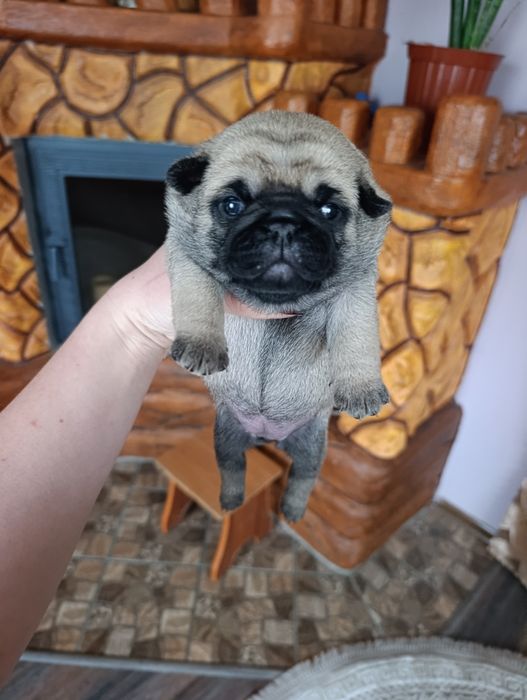 Милі мопсята,хлопчик і дівчатка