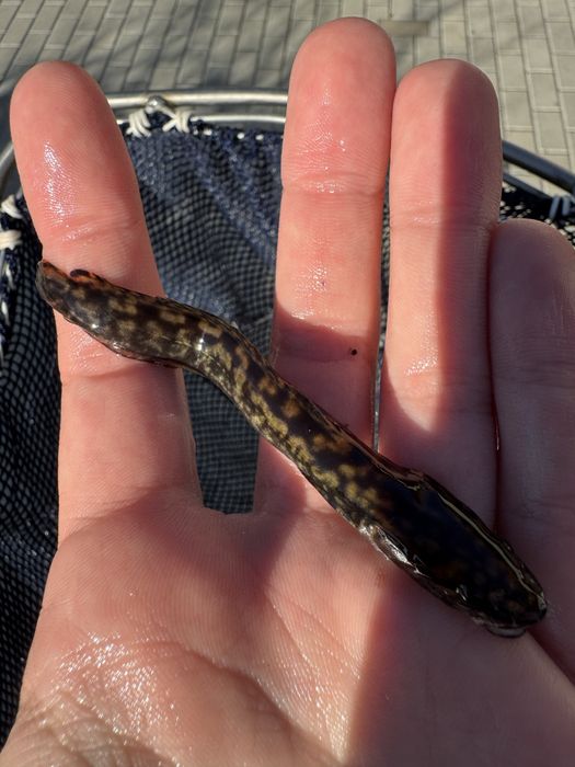 Miętus miętusy narybek miętusa dowóz