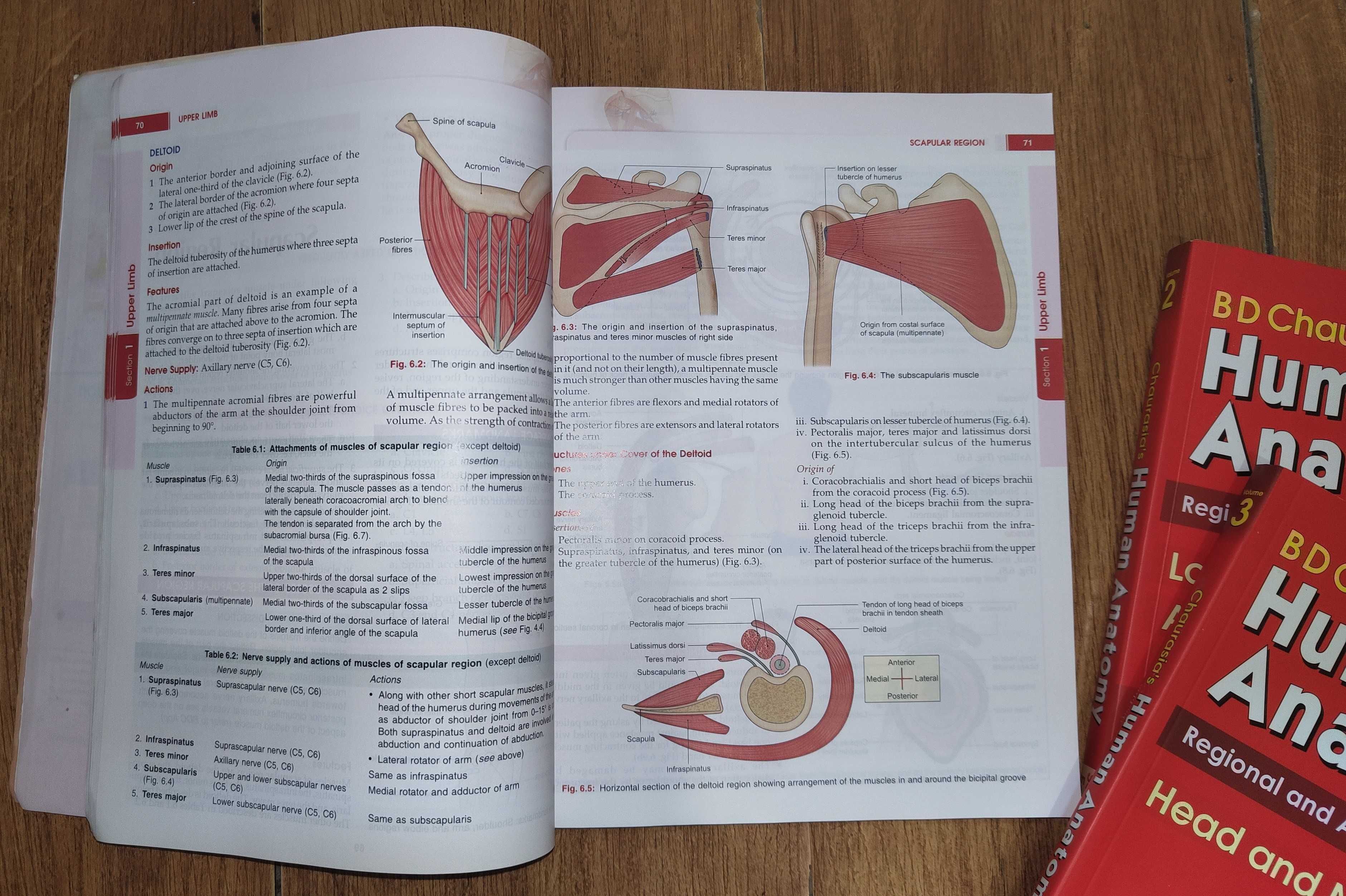 Human Anatomy By B D Chaurasia's 7th Edition (Set Of 4 Books)