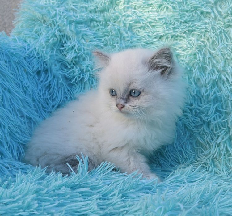 Kocurek Ragdoll     .