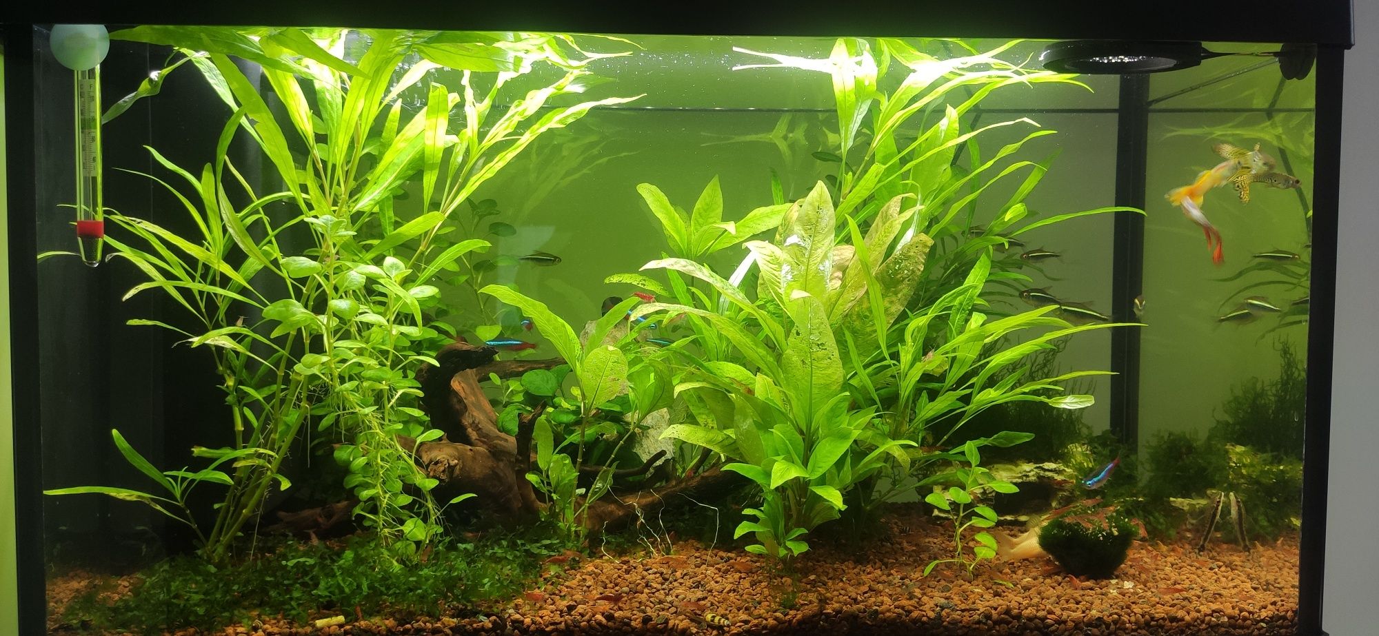 Akwarium Invital LED 60L Bio filter